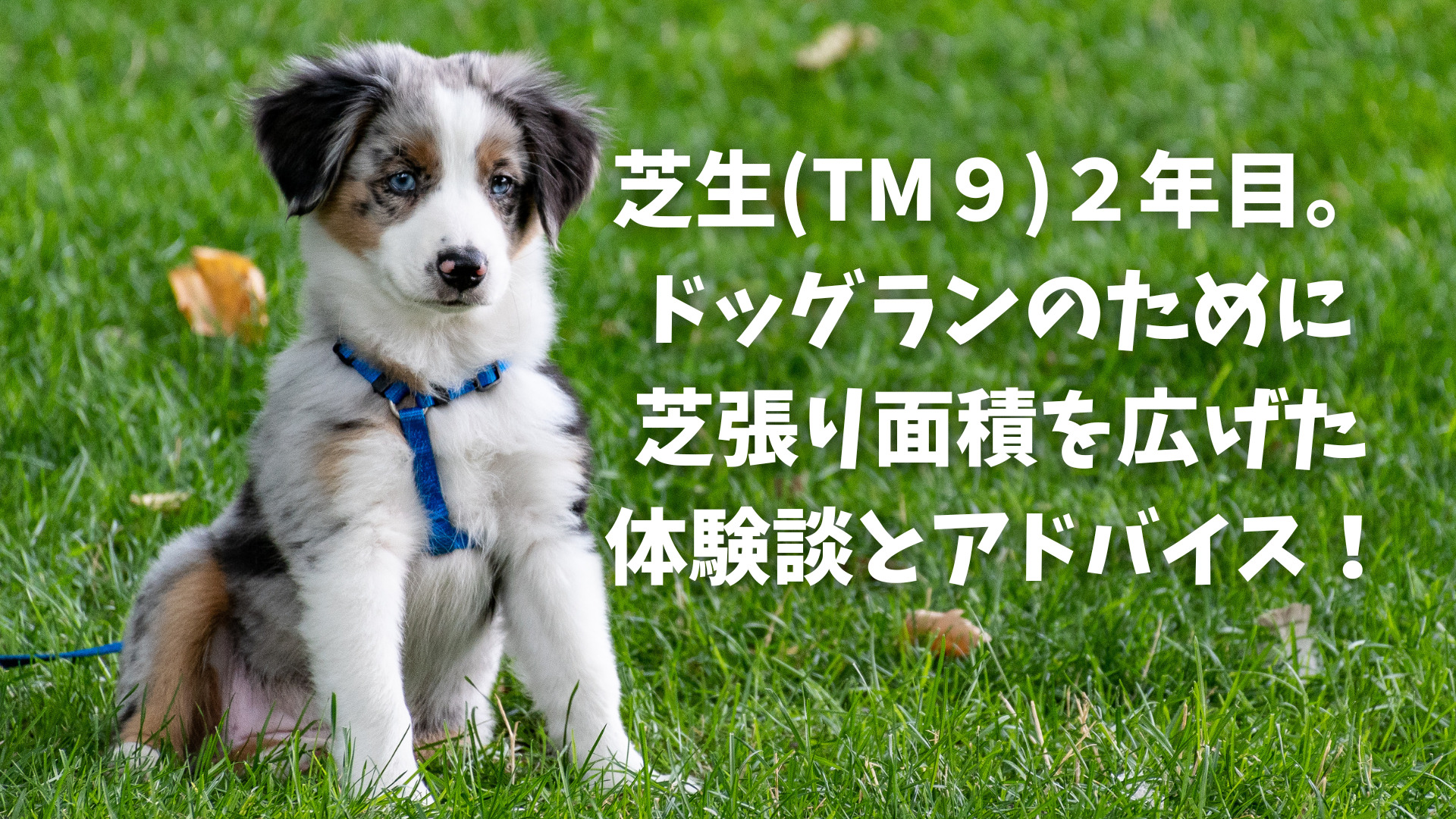 TM9 天然芝 トヨタ ＆目土