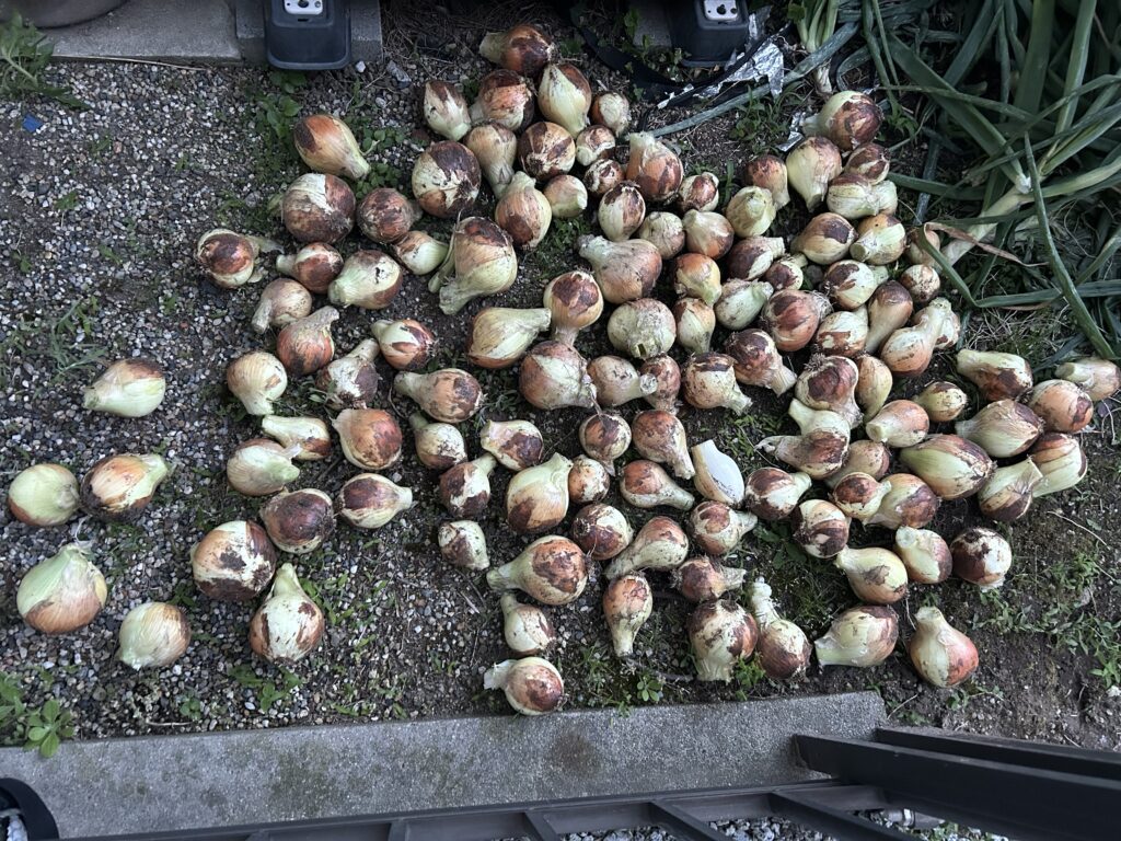 玉ねぎ 乾燥