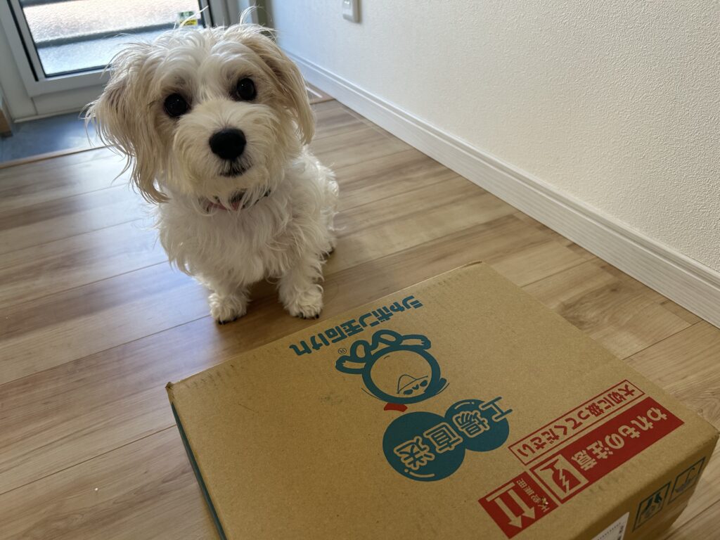 シャボン玉石けんの配達の箱に近づく犬