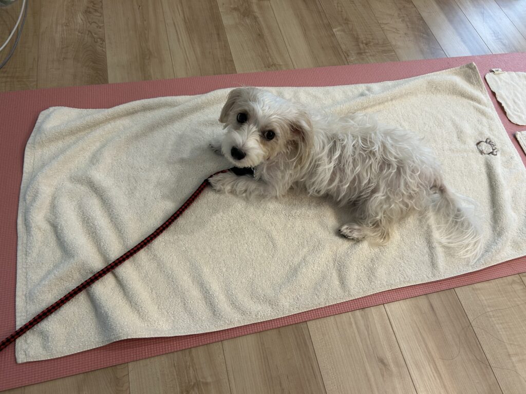 しゃぼん玉石鹸タオルに犬がくつろぐ様子